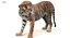 Sumatran Tiger Animated Fur