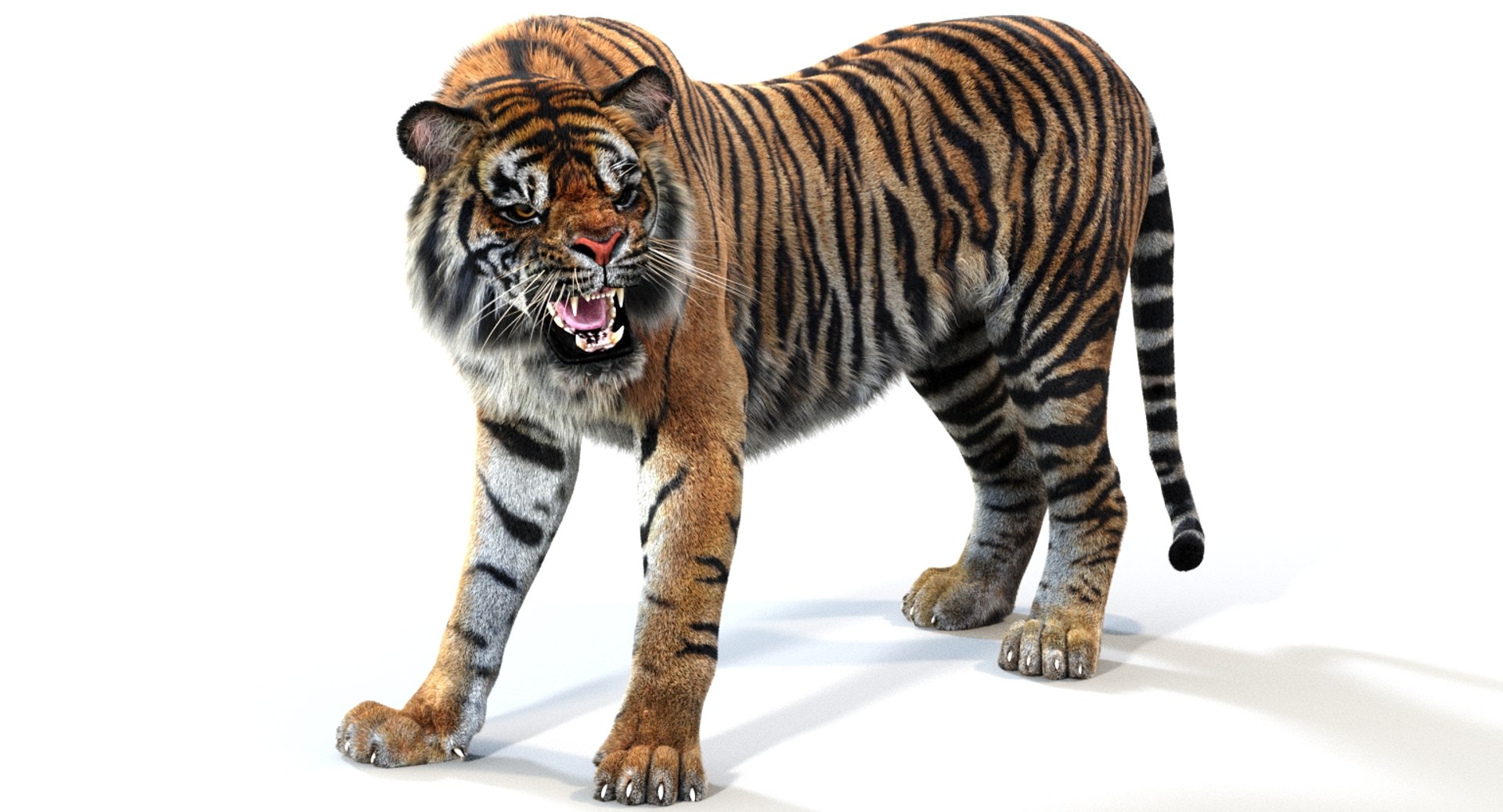 3D sumatran tiger fur colors https://p.turbosquid.com/ts-thumb/nX/TEJpEj/3jLJ3Z6G/sumatrantiger3dmodelfur03arnold/jpg/1536833147/1920x1080/fit_q87/f75d329132f95ed556d9fa882e0b275aa72d3ba8/sumatrantiger3dmodelfur03arnold.jpg
