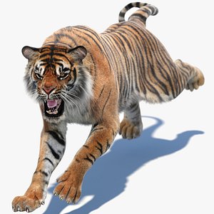 3D sumatran tiger fur colors