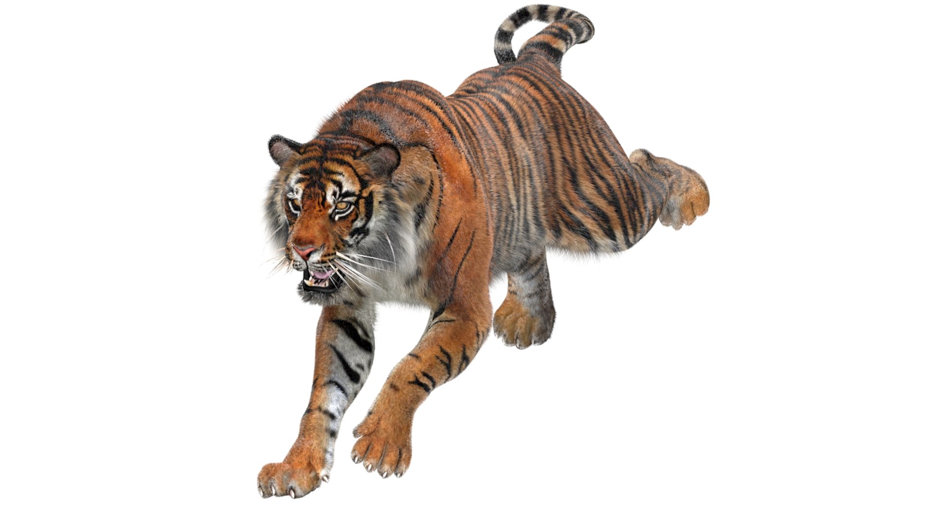 3D sumatran tiger fur colors https://p.turbosquid.com/ts-thumb/nX/TEJpEj/6IMDb64j/sumatrantiger3dmodelfur01scanline/jpg/1554196766/1920x1080/fit_q87/3c13d8935bdb23cea02cab01acf35d7ec1ae1b79/sumatrantiger3dmodelfur01scanline.jpg