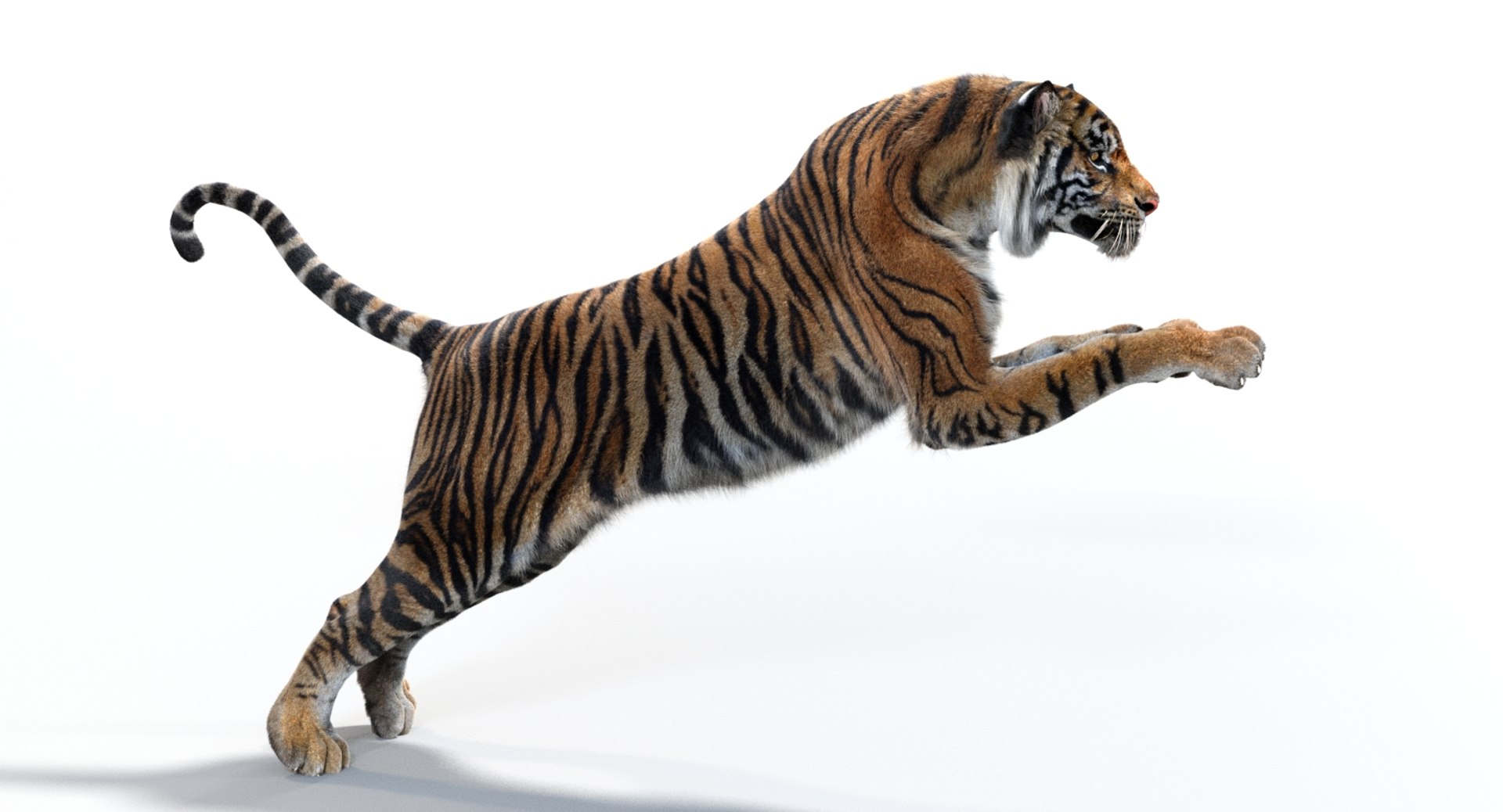 3D sumatran tiger fur colors https://p.turbosquid.com/ts-thumb/nX/TEJpEj/FBePLmhg/sumatrantiger3dmodelfurarnold08/jpg/1536820990/1920x1080/fit_q87/e97c243613a399fa650a1fcf41469c317eb73f6c/sumatrantiger3dmodelfurarnold08.jpg
