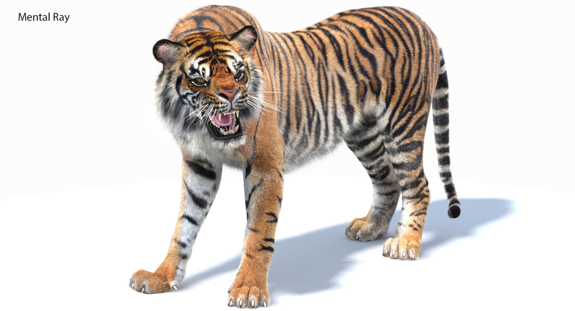 3D sumatran tiger fur colors https://p.turbosquid.com/ts-thumb/nX/TEJpEj/GVG3tuuY/sumatrantiger3dmodelfur03mentalray/jpg/1536940408/1920x1080/fit_q87/2743d62af13f91f1279ff5aca7fd2551bba6e17e/sumatrantiger3dmodelfur03mentalray.jpg