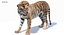 Sumatran Tiger Animated Fur