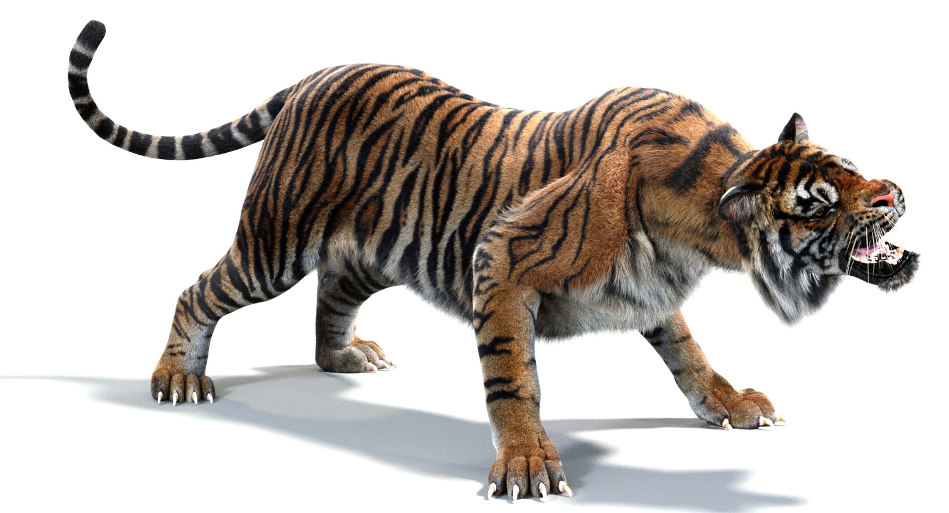 3D sumatran tiger fur colors https://p.turbosquid.com/ts-thumb/nX/TEJpEj/GYUtiZ3V/sumatrantiger3dmodelfurarnold11/jpg/1536820990/1920x1080/fit_q87/850b3995fe844c27e5f6c7e72ef827fc5c172e93/sumatrantiger3dmodelfurarnold11.jpg