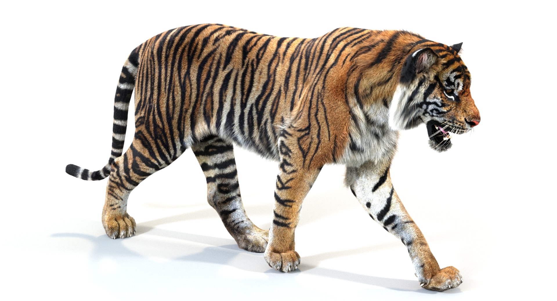 3D sumatran tiger fur colors https://p.turbosquid.com/ts-thumb/nX/TEJpEj/PC1KepjN/sumatrantiger3dmodelfur02arnold/jpg/1536833305/1920x1080/fit_q87/0d74a0e9fc2e6b8d72aa1bd424d91eca8d5f4255/sumatrantiger3dmodelfur02arnold.jpg
