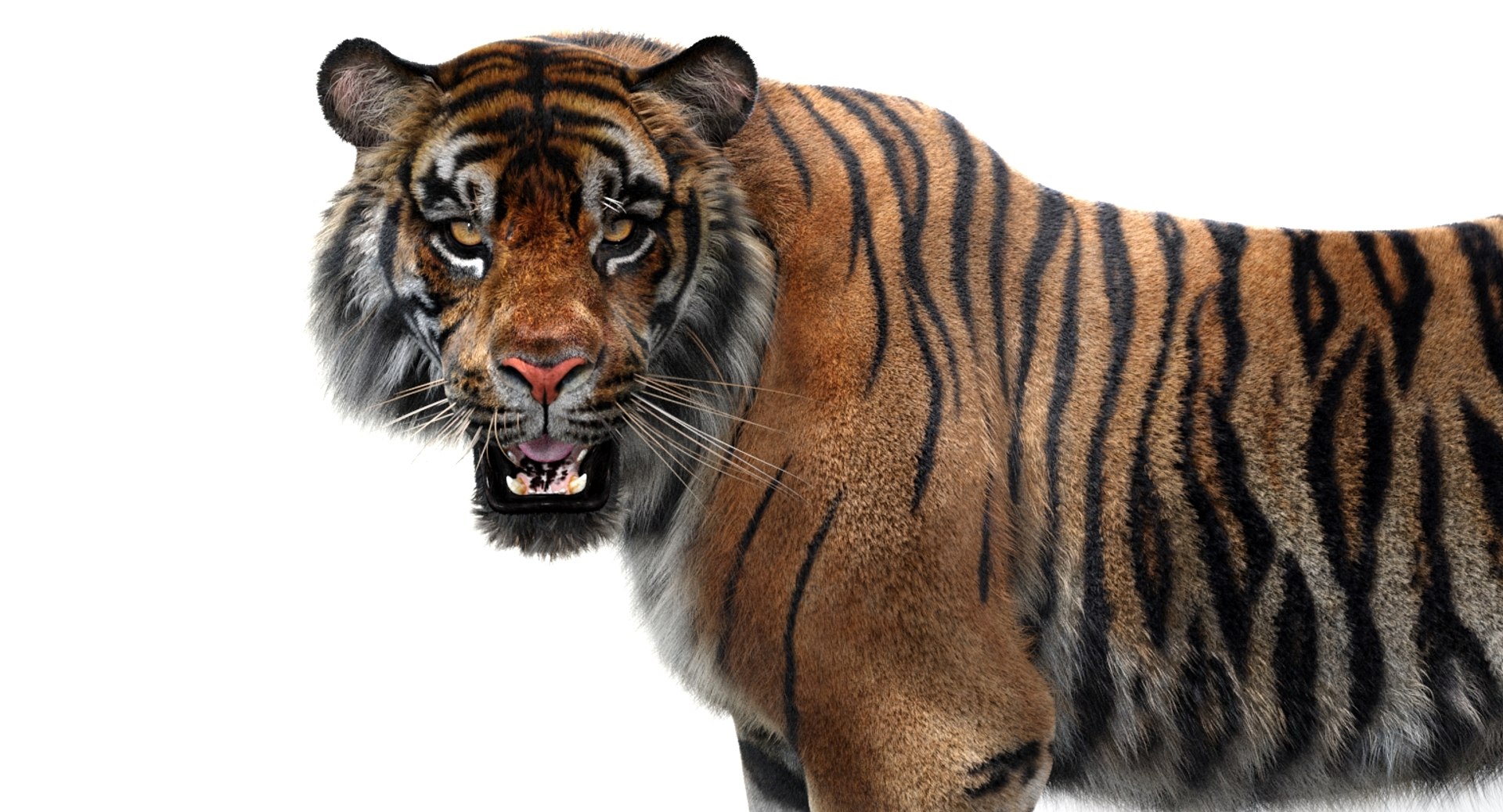 3D sumatran tiger fur colors https://p.turbosquid.com/ts-thumb/nX/TEJpEj/PY89C7IO/sumatrantiger3dmodelfurarnold13/jpg/1536820990/1920x1080/fit_q87/52874d0ebd593cc661b4aa5e47cf1624cdad2a4b/sumatrantiger3dmodelfurarnold13.jpg
