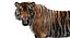 Sumatran Tiger Animated Fur