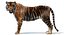 Sumatran Tiger Animated Fur