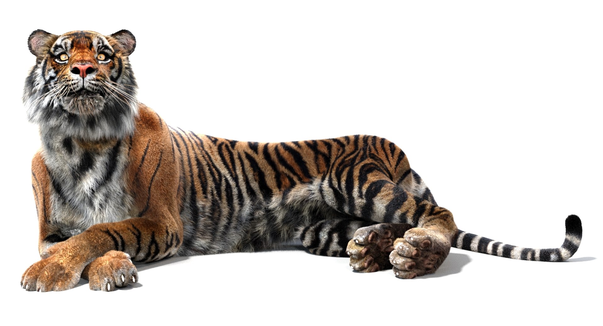 3D sumatran tiger fur colors https://p.turbosquid.com/ts-thumb/nX/TEJpEj/dumGemYc/sumatrantiger3dmodelfurarnold10/jpg/1536820990/1920x1080/fit_q87/6a0905e17e0e51370314ae224d9f694d04a74b8a/sumatrantiger3dmodelfurarnold10.jpg
