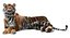 Sumatran Tiger Animated Fur