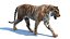 Sumatran Tiger Animated Fur