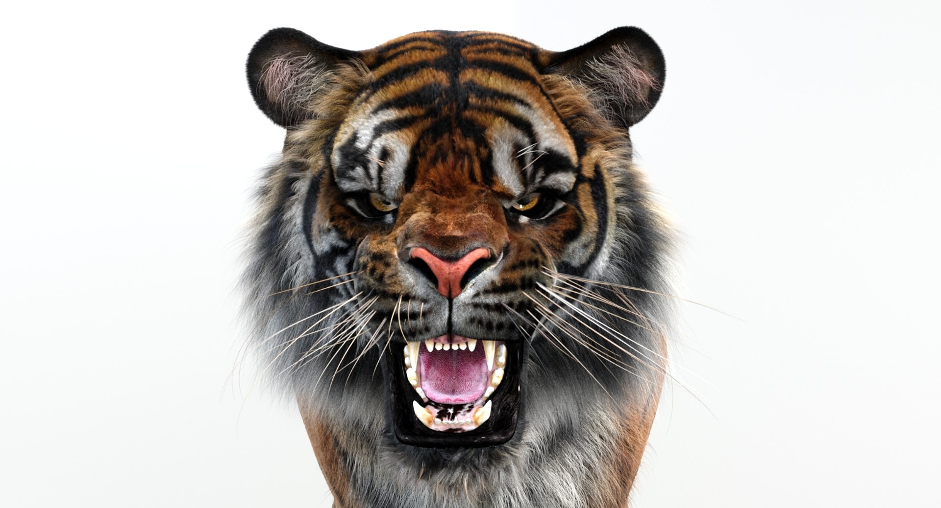 3D sumatran tiger fur colors https://p.turbosquid.com/ts-thumb/nX/TEJpEj/sYLjhZp4/sumatrantiger3dmodelfurarnold14/jpg/1536820990/1920x1080/fit_q87/6211dda65a458cc0c8fd74624ae236d35ab0f18a/sumatrantiger3dmodelfurarnold14.jpg