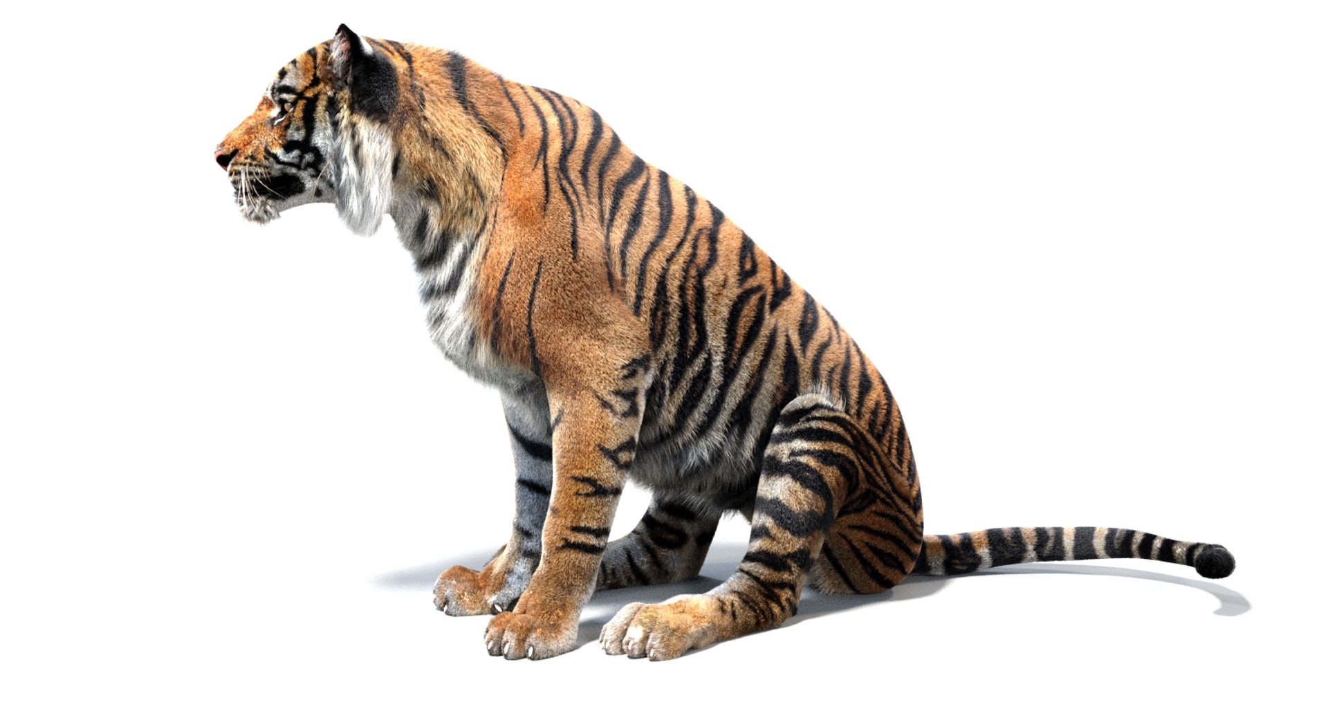 3D sumatran tiger fur colors https://p.turbosquid.com/ts-thumb/nX/TEJpEj/uSga7R8D/sumatrantiger3dmodelfurarnold09/jpg/1536820990/1920x1080/fit_q87/6ba17315a0cf919179c708320f334d4910e8ca0b/sumatrantiger3dmodelfurarnold09.jpg