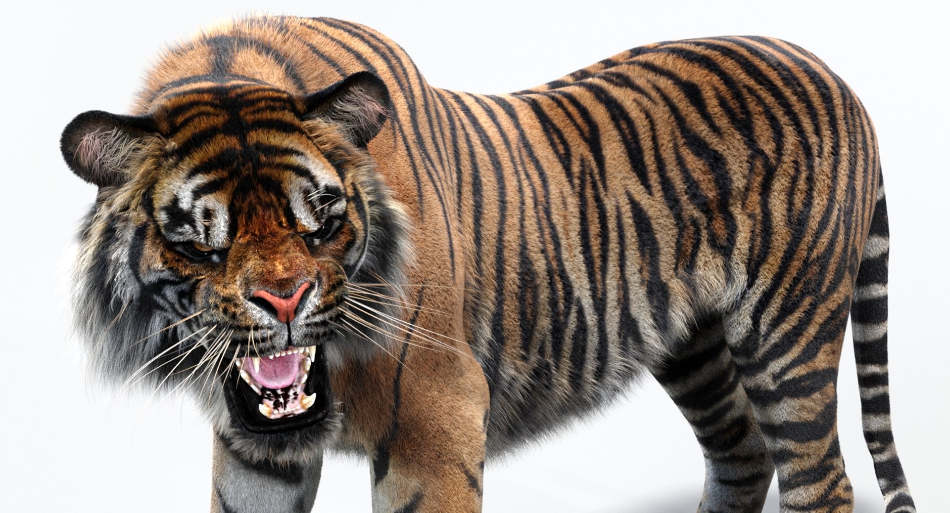 3D sumatran tiger fur colors https://p.turbosquid.com/ts-thumb/nX/TEJpEj/udhilaYP/sumatrantiger3dmodelfurarnold12/jpg/1536820990/1920x1080/fit_q87/d07abeb850ccf42975daac2ab06add65d1536c0b/sumatrantiger3dmodelfurarnold12.jpg
