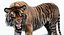 Sumatran Tiger Animated Fur