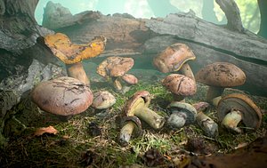 Realistic Forest Mushrooms - Suillus Brown Fungi