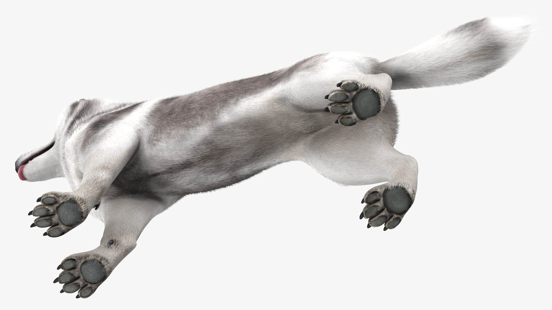3D Husky Dog Gray and White Fur model https://p.turbosquid.com/ts-thumb/nX/cShVUl/4B/huskydoggrayandwhitefur3dmodel011/jpg/1633945738/1920x1080/fit_q87/40b01b1c2d0a4f4ee6311c6f91d449c9a6592d2c/huskydoggrayandwhitefur3dmodel011.jpg