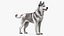 Husky Dog Gray and White Fur