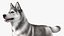 Husky Dog Gray and White Fur