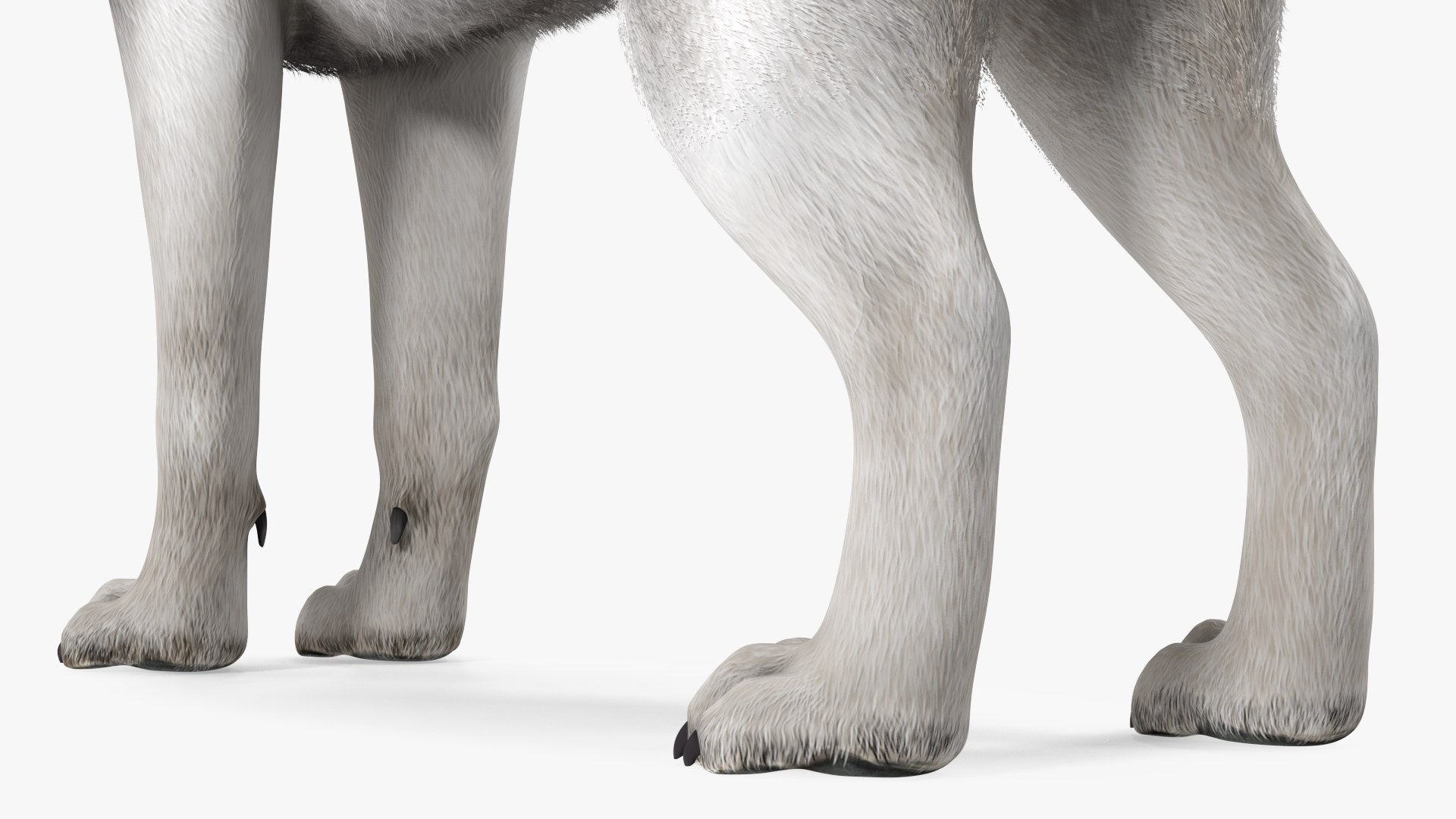 3D Husky Dog Gray and White Fur model https://p.turbosquid.com/ts-thumb/nX/cShVUl/bp/huskydoggrayandwhitefur3dmodel014/jpg/1633945747/1920x1080/fit_q87/e9473e741e77a2cf6fd5f52c05d3b67c97dd1e91/huskydoggrayandwhitefur3dmodel014.jpg