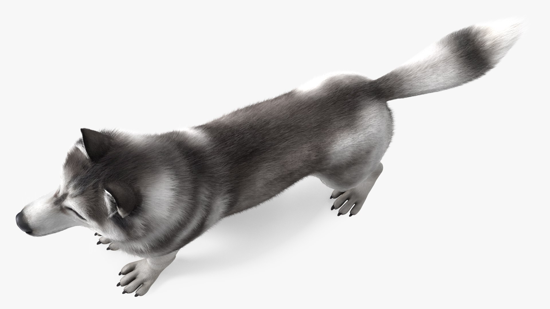 3D Husky Dog Gray and White Fur model https://p.turbosquid.com/ts-thumb/nX/cShVUl/gc/huskydoggrayandwhitefur3dmodel010/jpg/1633945735/1920x1080/fit_q87/1b4cbc9c99e6776c822f866c33c56d56adba4d90/huskydoggrayandwhitefur3dmodel010.jpg