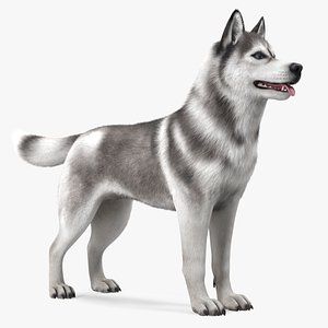 3D Husky Dog Gray and White Fur model