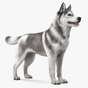 Husky Dog Gray and White Fur