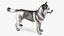 Husky Dog Gray and White Fur