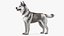 Husky Dog Gray and White Fur