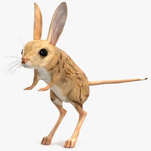 Allactaga Tetradactyla