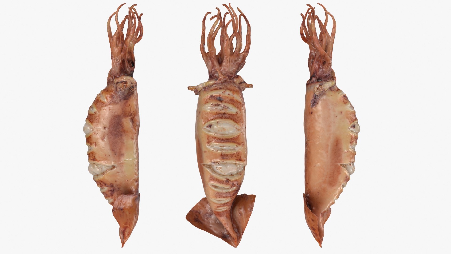 Grilled Squid Collection 3D Model - TurboSquid 2195040