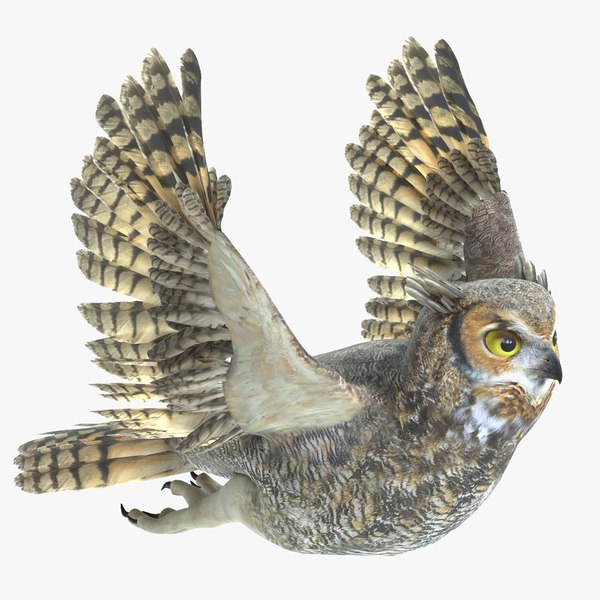 3D great horned owl animations model