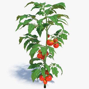 tomato plant fruits flowers red 3D model