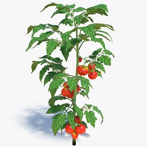 Tomato Plant with Fruits and Flowers