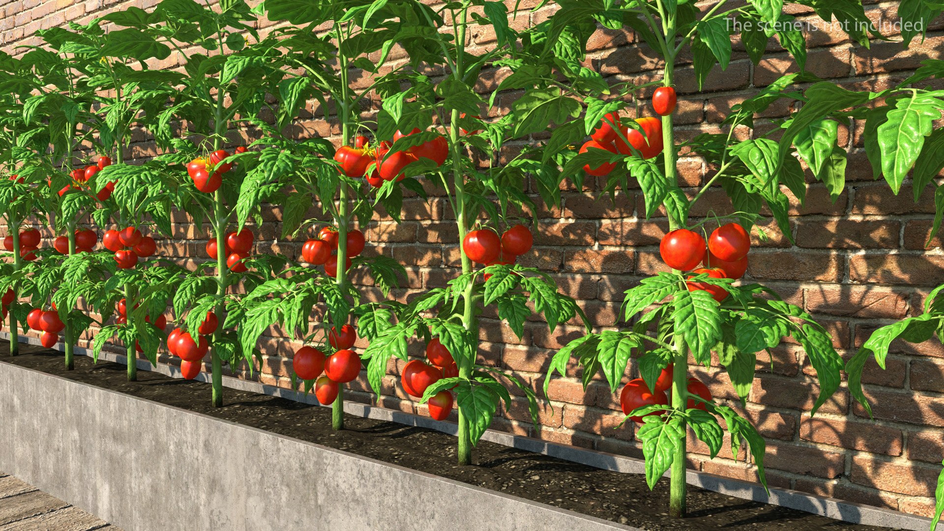 Tomato Plant with Fruits and Flowers 3D model preview