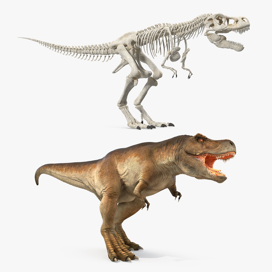Tyrannosaurus Rex with Skeleton Collection 3D model preview