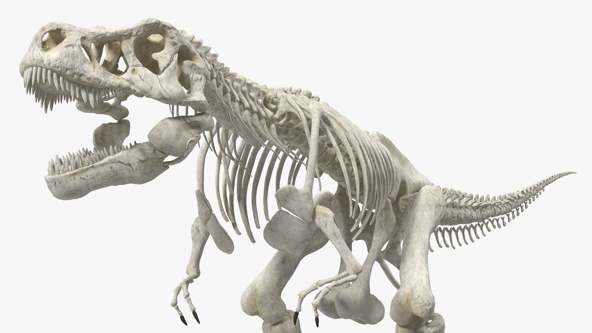 tyrannosaurus rex skeleton 3D model https://p.turbosquid.com/ts-thumb/nX/wvYyRP/KUm5dFRI/tyrannosaurusrexwithskeletoncollectionmb3dmodel005/jpg/1575646067/1920x1080/fit_q87/4876392788757837b7bb7a3f09efd44f1fff3214/tyrannosaurusrexwithskeletoncollectionmb3dmodel005.jpg