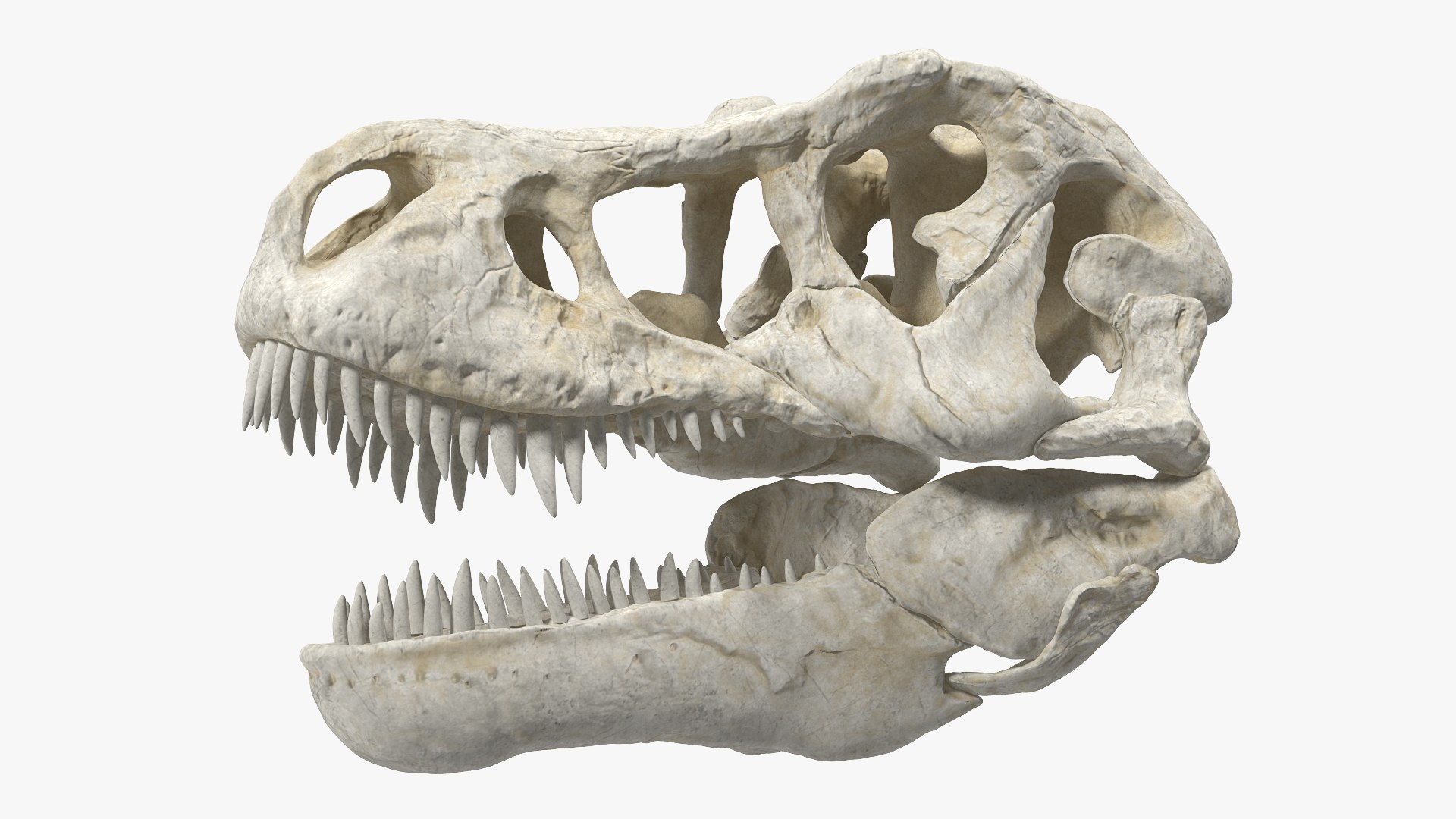 tyrannosaurus rex skeleton 3D model https://p.turbosquid.com/ts-thumb/nX/wvYyRP/U09uv9G4/tyrannosaurusrexwithskeletoncollectionmb3dmodel009/jpg/1575646070/1920x1080/fit_q87/895e9ec46038ad236194fecfa82866cd2c50c5d7/tyrannosaurusrexwithskeletoncollectionmb3dmodel009.jpg
