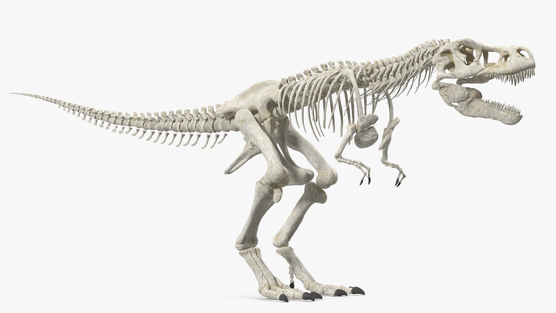 tyrannosaurus rex skeleton 3D model https://p.turbosquid.com/ts-thumb/nX/wvYyRP/esDTmadA/tyrannosaurusrexwithskeletoncollectionmb3dmodel002/jpg/1575646064/1920x1080/fit_q87/86cdd8eea6760d55001f5f4089af6af5c8c9c95b/tyrannosaurusrexwithskeletoncollectionmb3dmodel002.jpg