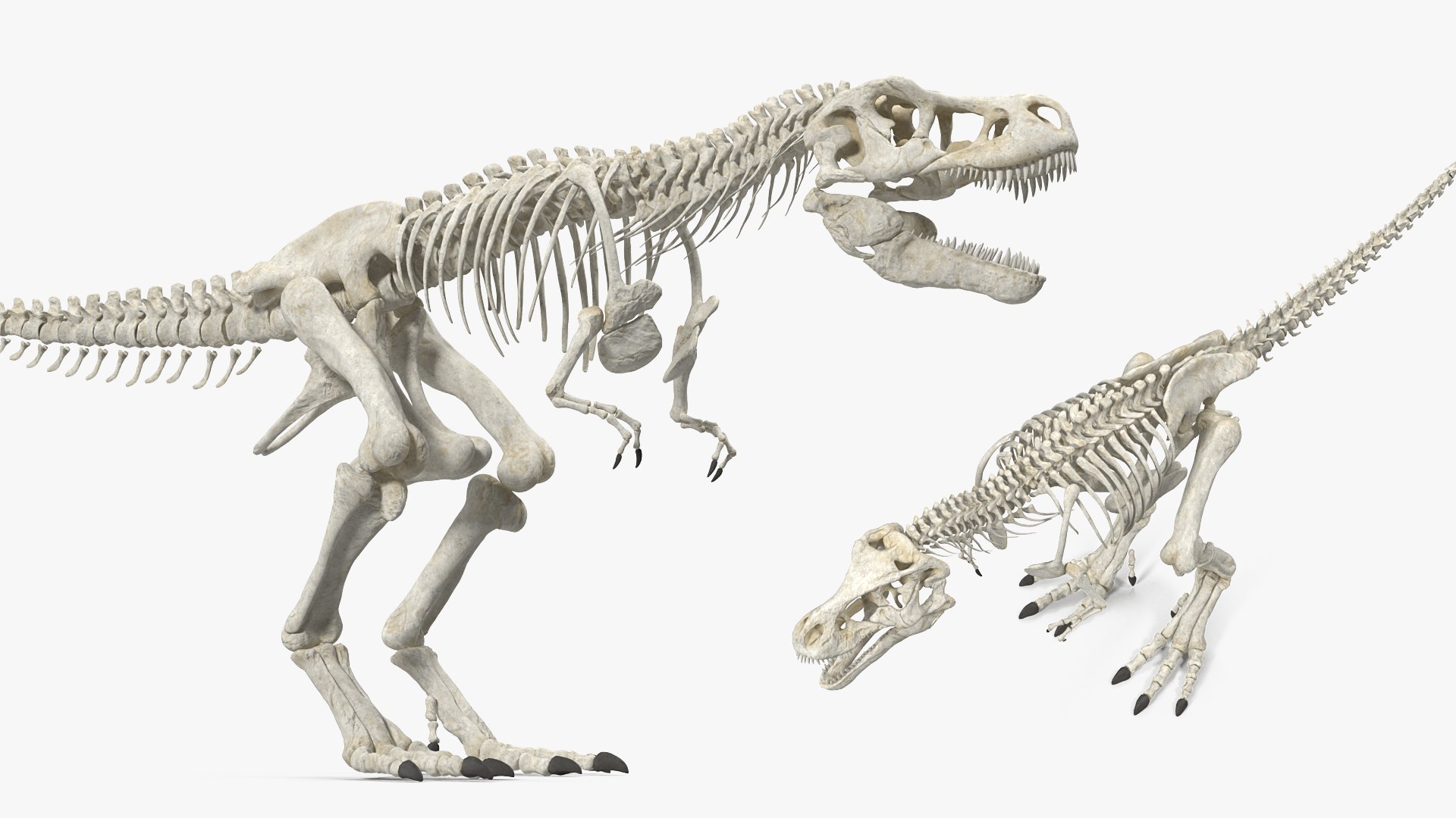 tyrannosaurus rex skeleton 3D model https://p.turbosquid.com/ts-thumb/nX/wvYyRP/jJ36iKrD/tyrannosaurusrexwithskeletoncollectionmb3dmodel008/jpg/1575646069/1920x1080/fit_q87/7a604b0ef8f591ab5796c646133f425b6e459afd/tyrannosaurusrexwithskeletoncollectionmb3dmodel008.jpg