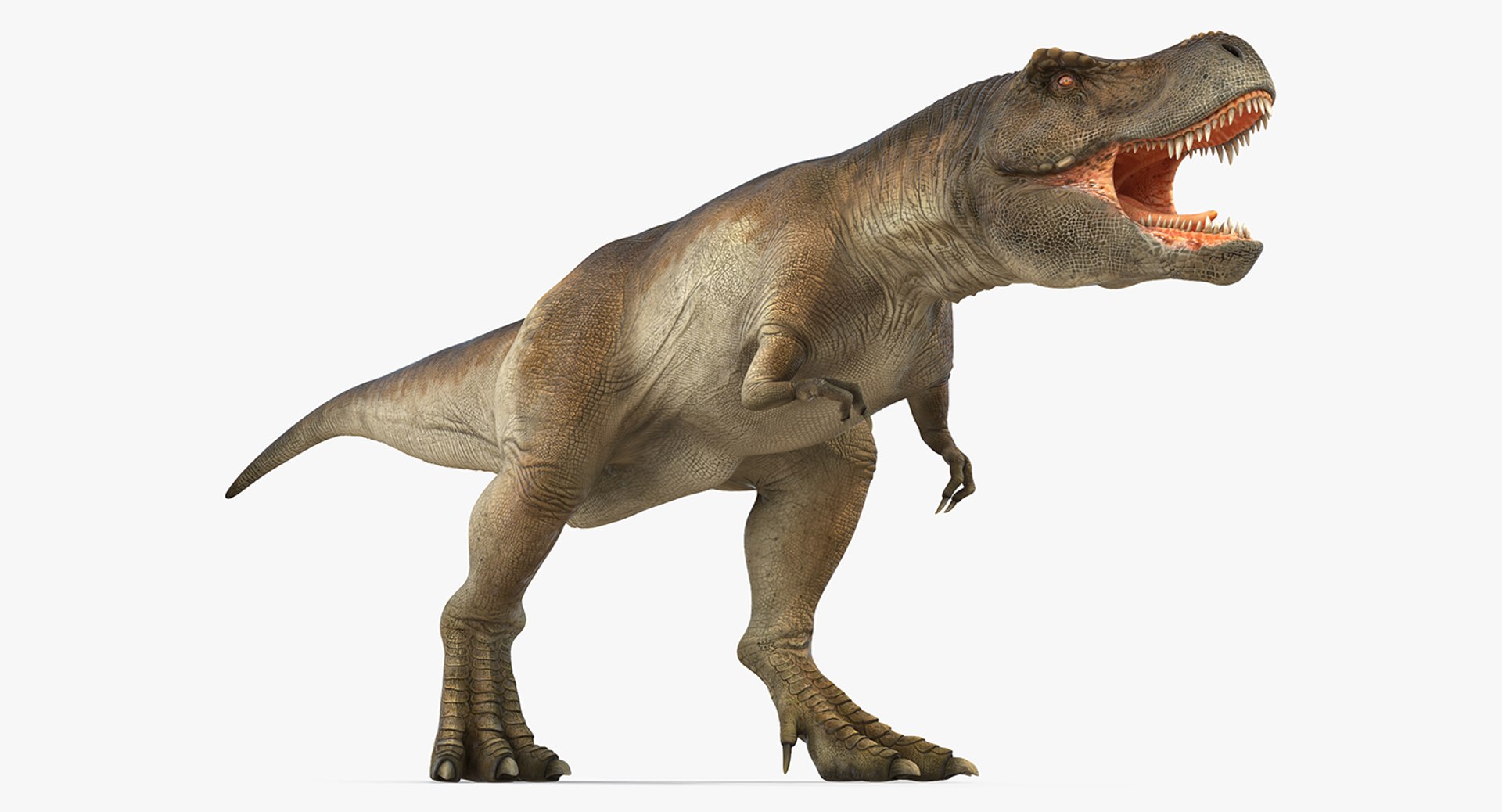 tyrannosaurus rex skeleton 3D model https://p.turbosquid.com/ts-thumb/nX/wvYyRP/qvvBUiLS/tyrannosaurusrexwithskeletoncollectionmb3dmodel011/jpg/1575646072/1920x1080/fit_q87/214bdaf007a793e7d1f5817fd3d24792bb21f487/tyrannosaurusrexwithskeletoncollectionmb3dmodel011.jpg