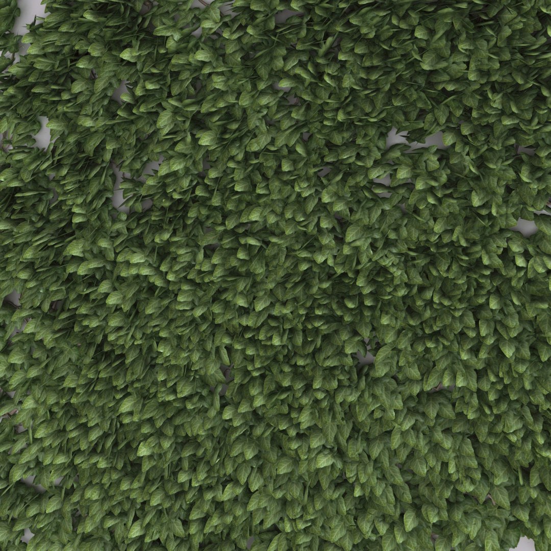 ivy v4 3d max https://p.turbosquid.com/ts-thumb/nY/4tPMsw/WB4DHbt7/ivy_collection_v4_093/jpg/1288816939/1920x1080/fit_q87/ef084fe07e7dc7aefb58fe70e5b57f8ce0736858/ivy_collection_v4_093.jpg