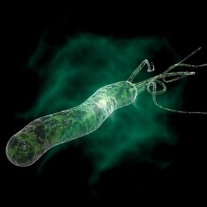 Helicobacter pylori