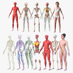 Complete Female and Kid Girl Anatomy Fur Collection 3D model