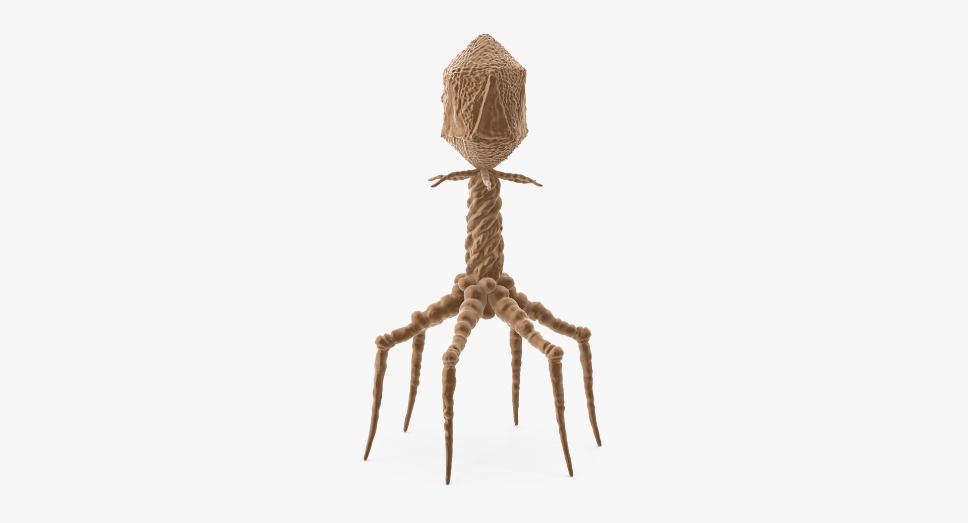 13 viruses virus 3d model https://p.turbosquid.com/ts-thumb/nY/LqPCRs/5UCUhPB7/bacteriophage_001_thumbnail_0003/jpg/1456734336/1920x1080/fit_q87/cf88f2ba04dde342d54b7af0c44561bf9abe1b66/bacteriophage_001_thumbnail_0003.jpg