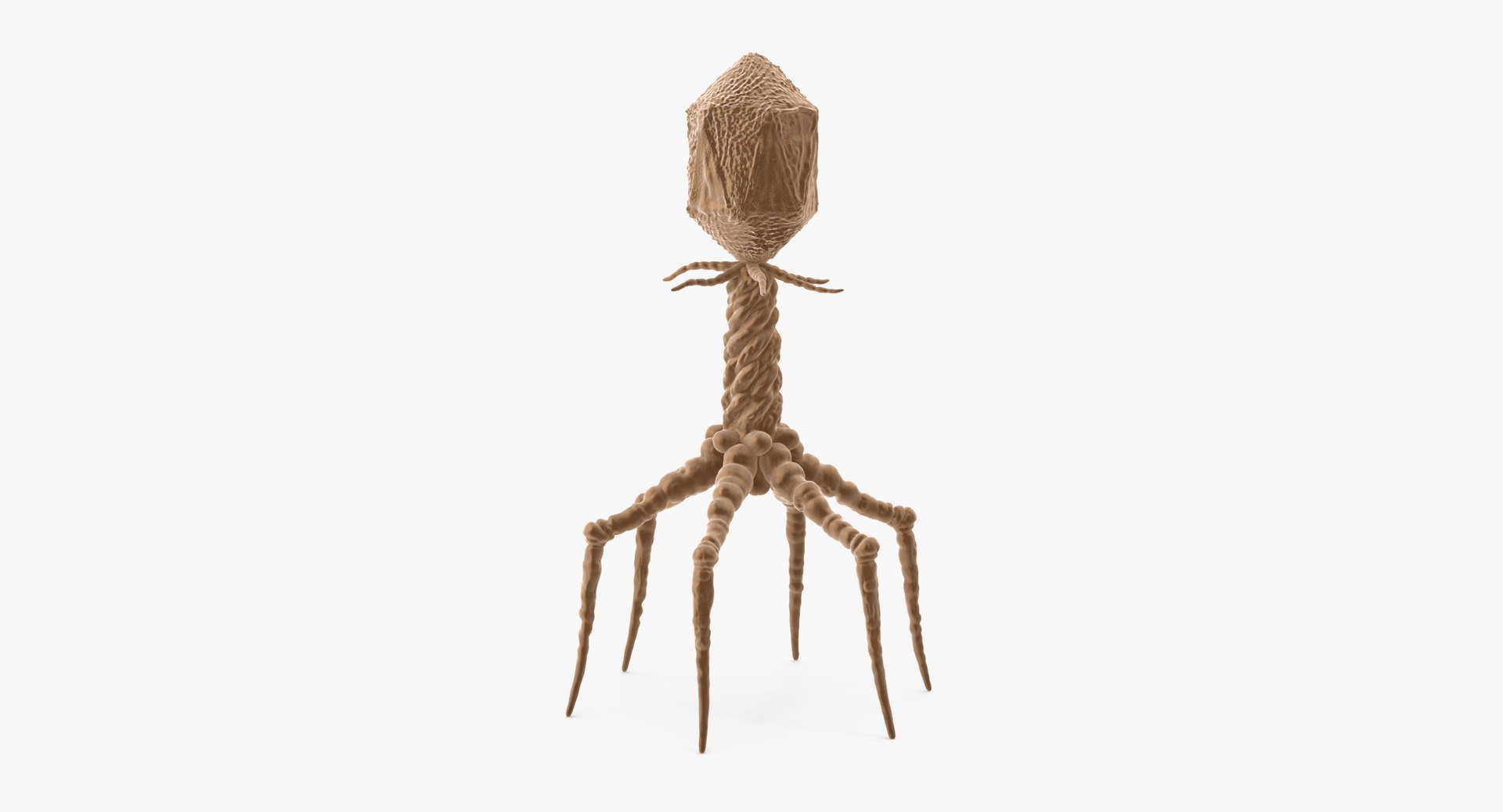 13 viruses virus 3d model https://p.turbosquid.com/ts-thumb/nY/LqPCRs/7CA4XE4B/bacteriophage_001_thumbnail_0002/jpg/1456734336/1920x1080/fit_q87/861b484af936f735fb4e1f9747452867f0c2c135/bacteriophage_001_thumbnail_0002.jpg