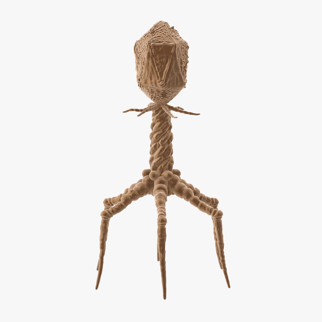 13 viruses virus 3d model https://p.turbosquid.com/ts-thumb/nY/LqPCRs/7xcULyp9/bacteriophage_001_thumbnail_square0000/jpg/1456734337/1920x1080/fit_q87/de5a81f07e5358c9d83e138184dc73005da1978c/bacteriophage_001_thumbnail_square0000.jpg