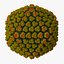13 virus