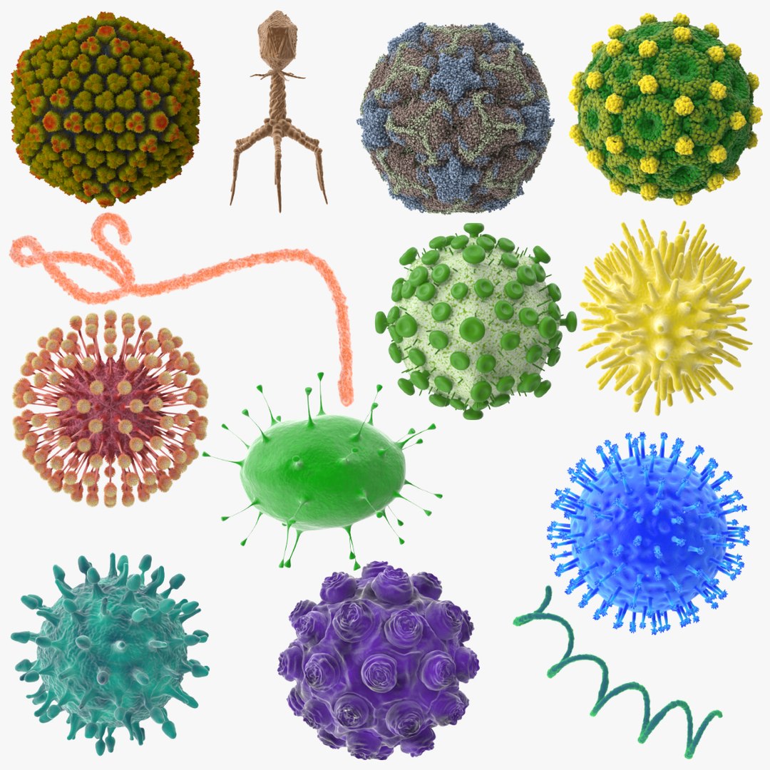 13 viruses virus 3d model https://p.turbosquid.com/ts-thumb/nY/LqPCRs/MJMvOuTv/viruses_collection_001/jpg/1473427998/1920x1080/fit_q87/195b6ebf066ffb0cfa85ad9935b273ed0602f4c4/viruses_collection_001.jpg