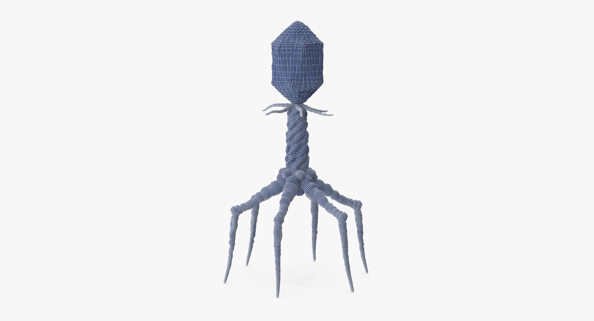 13 viruses virus 3d model https://p.turbosquid.com/ts-thumb/nY/LqPCRs/NARjLw3q/bacteriophage_001_wireframe_0002/jpg/1456734337/1920x1080/fit_q87/3742ead5058b961b7fac7926c2fd20b1ab4a6614/bacteriophage_001_wireframe_0002.jpg
